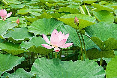 《光环：无限》今晚9点直播 展示战役模式实机演示